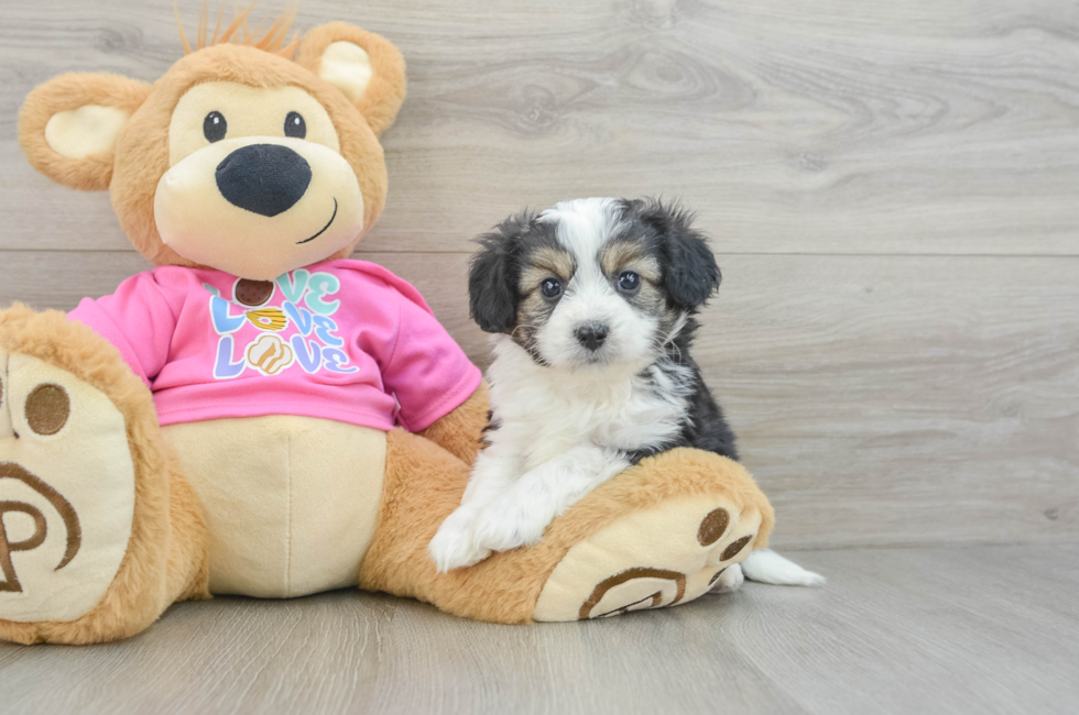 5 week old Aussiechon Puppy For Sale - Puppy Love PR