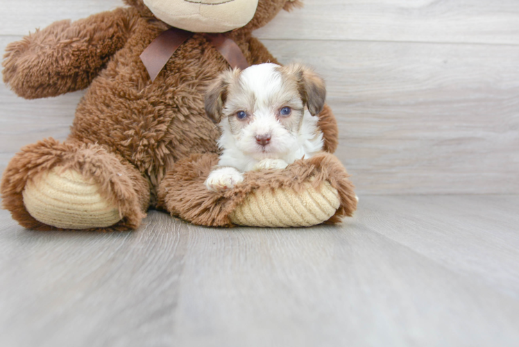 Cute Aussiechon Baby