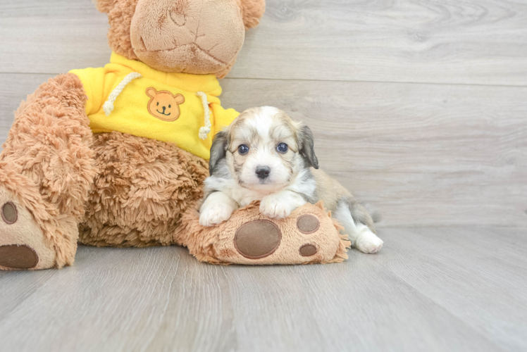 Meet Prague - our Aussiechon Puppy Photo 1/3 - Puppy Love PR Hypoallergenic Australian Designer Puppy
