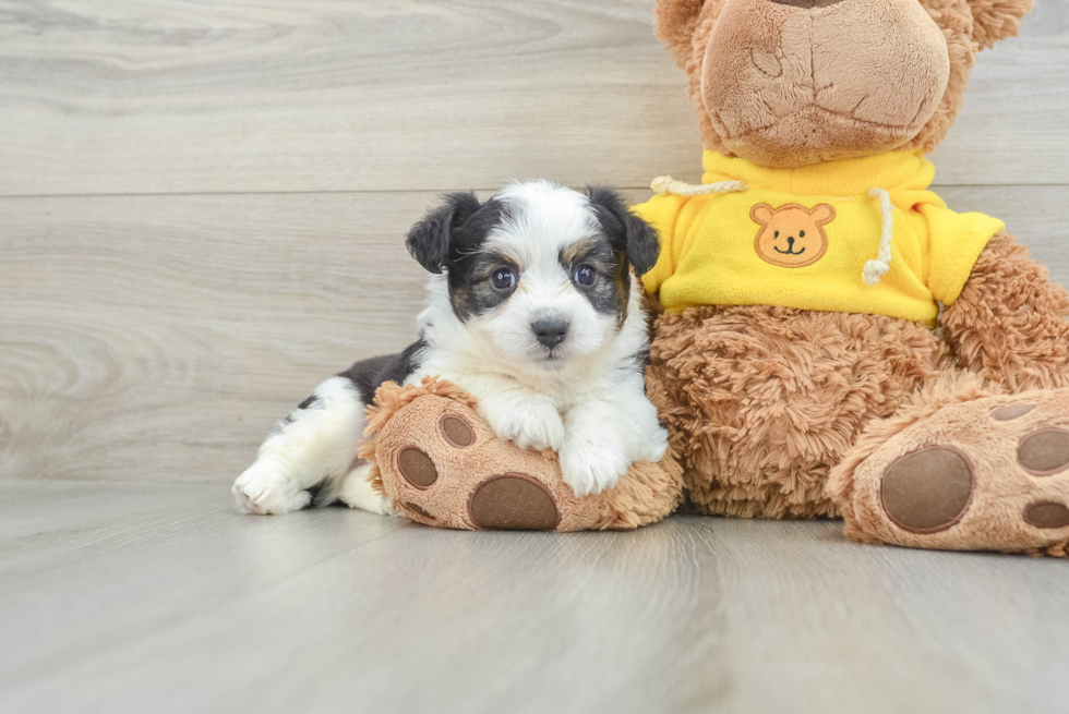 Adorable Aussie Bichon Designer Puppy