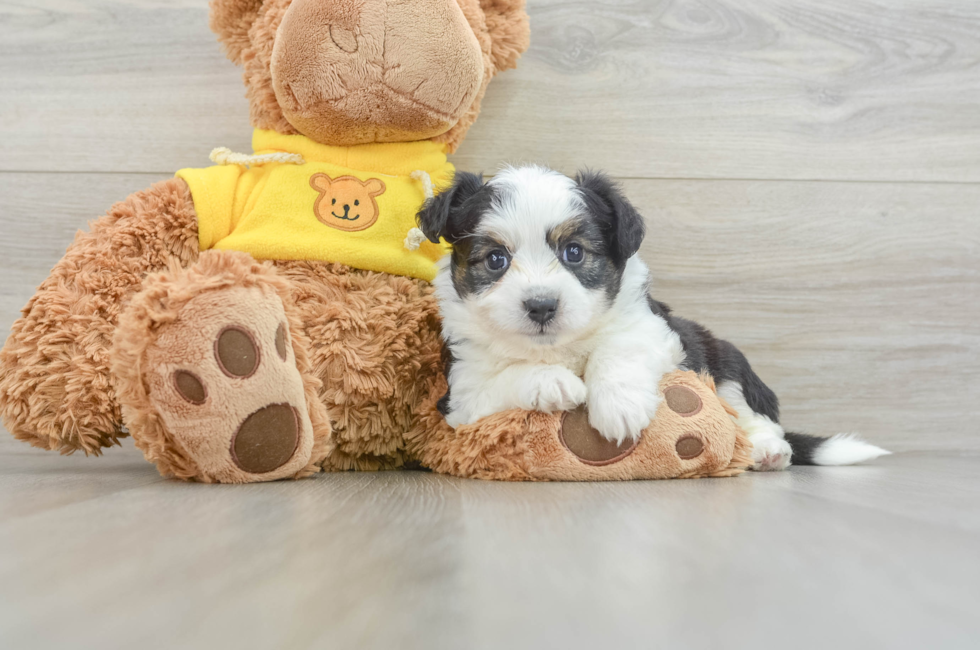 7 week old Aussiechon Puppy For Sale - Puppy Love PR