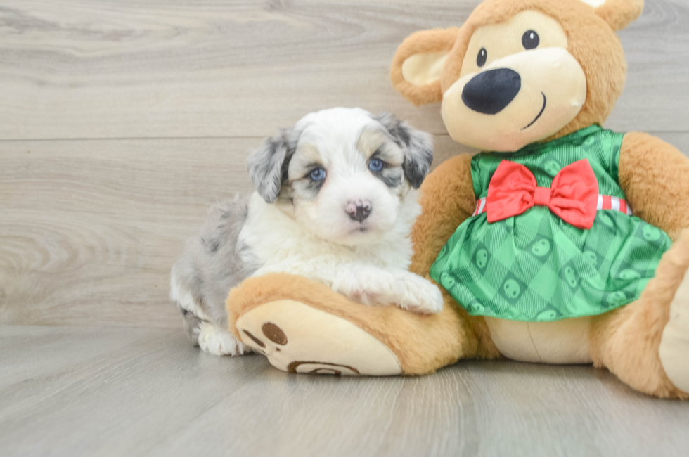 6 week old Aussiechon Puppy For Sale - Puppy Love PR