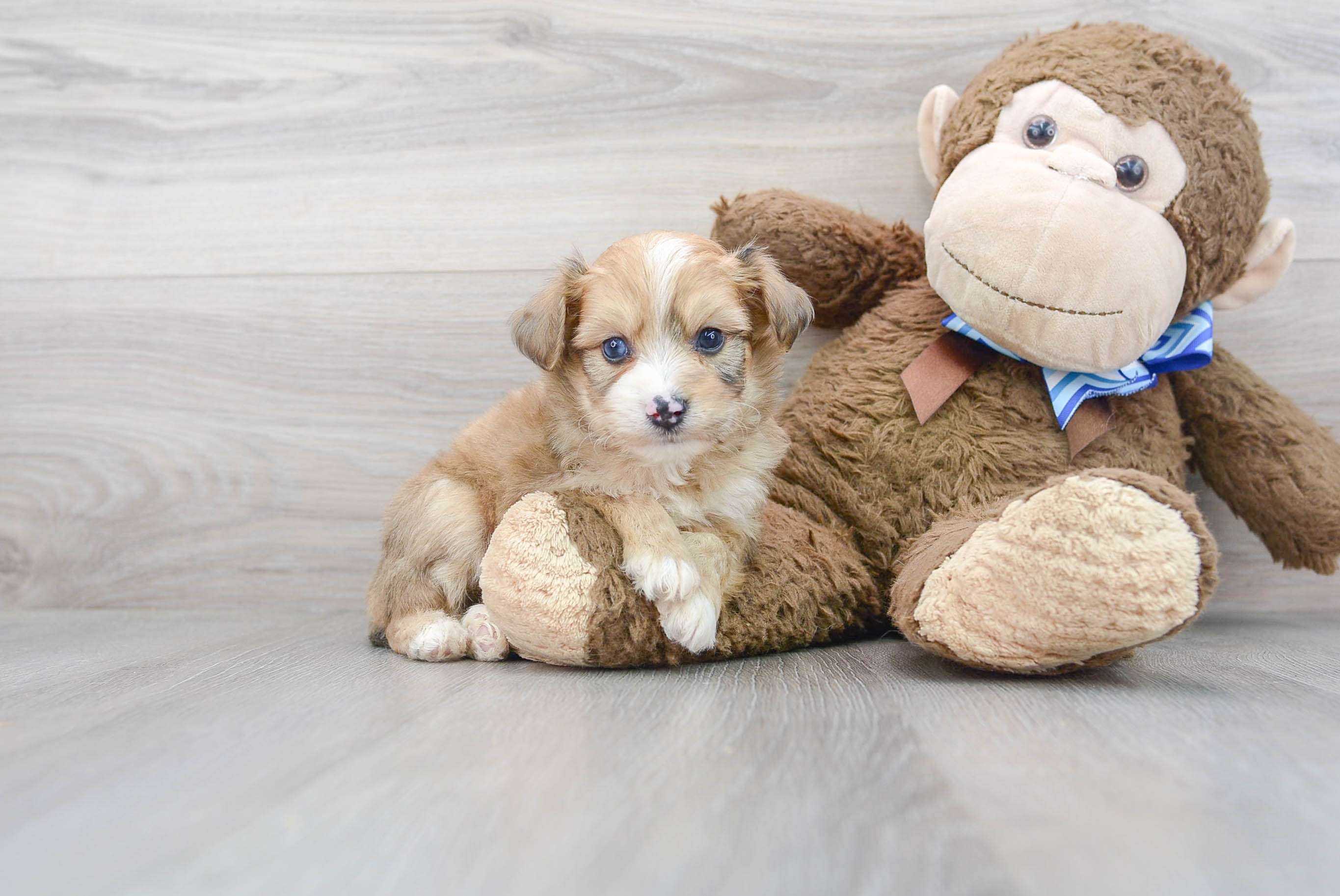 Aussiechon Puppy for Adoption