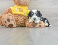 9 week old Aussiechon Puppy For Sale - Puppy Love PR