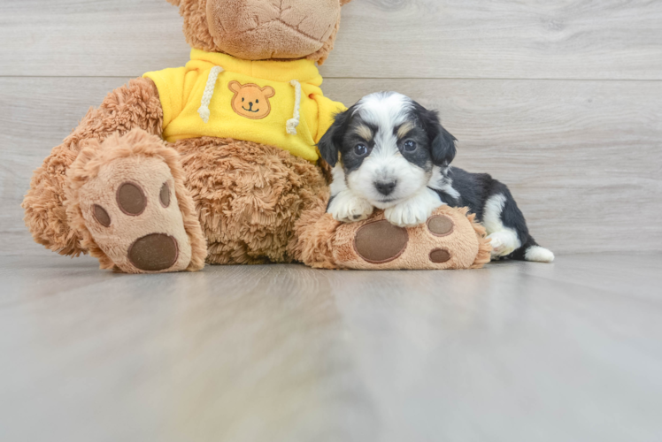 Meet Prue - our Aussiechon Puppy Photo 1/3 - Puppy Love PR Hypoallergenic Australian Designer Puppy