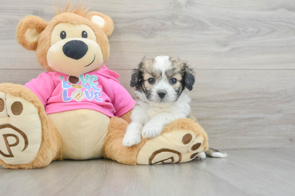 5 week old Aussiechon Puppy For Sale - Puppy Love PR