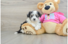 Aussiechon Puppy for Adoption