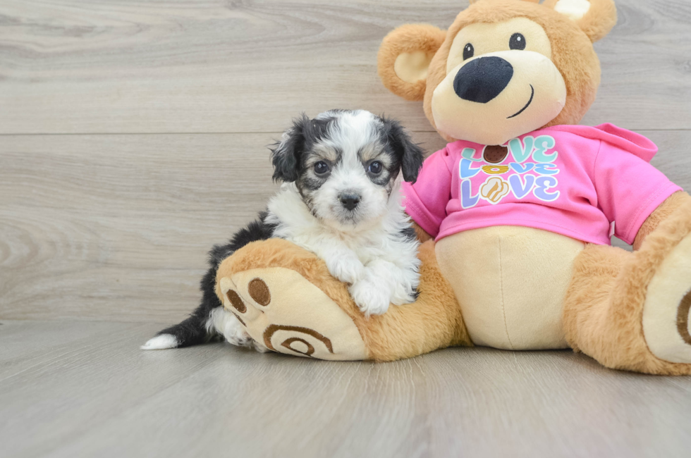 5 week old Aussiechon Puppy For Sale - Puppy Love PR