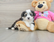 5 week old Aussiechon Puppy For Sale - Puppy Love PR