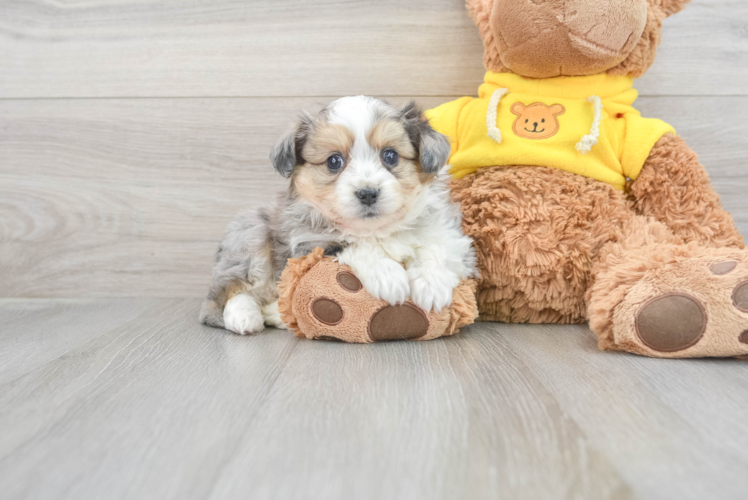 Meet Quicksilver - our Aussiechon Puppy Photo 1/3 - Puppy Love PR Best Aussiechon Baby