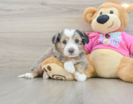 7 week old Aussiechon Puppy For Sale - Puppy Love PR