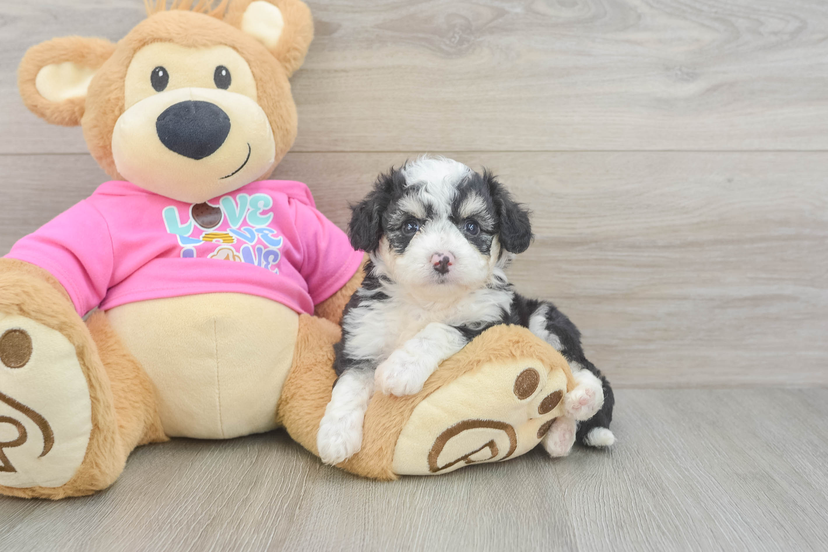 Aussiechon Pup Being Cute