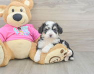 7 week old Aussiechon Puppy For Sale - Puppy Love PR