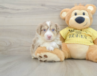 8 week old Aussiechon Puppy For Sale - Puppy Love PR