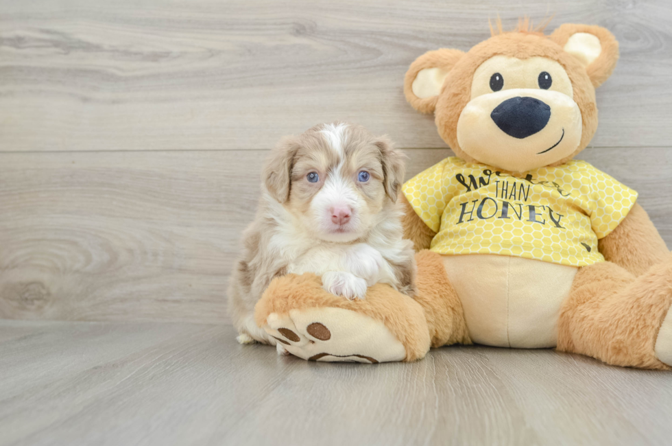 5 week old Aussiechon Puppy For Sale - Puppy Love PR