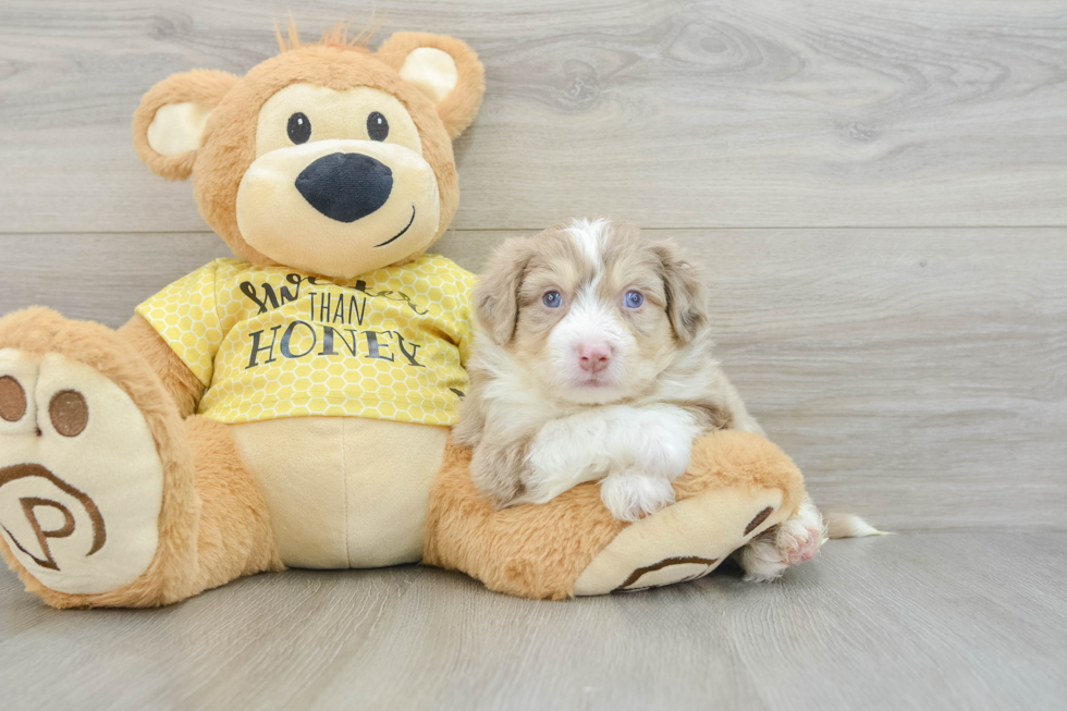 Adorable Aussie Bichon Designer Puppy