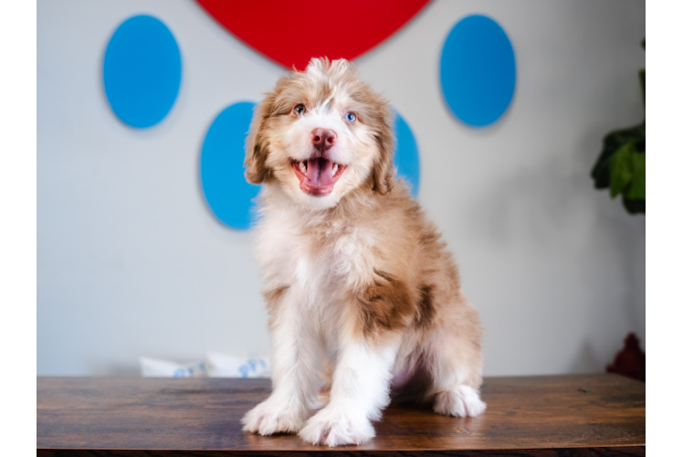 Meet Ralphie - our Aussiechon Puppy Photo 1/4 - Puppy Love PR Cute Aussiechon Baby