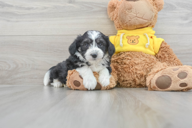 Meet Ritz - our Aussiechon Puppy Photo 1/3 - Puppy Love PR Best Aussiechon Baby