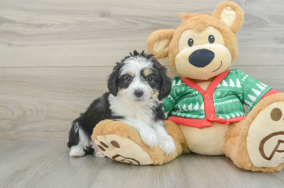 7 week old Aussiechon Puppy For Sale - Puppy Love PR