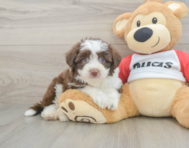 7 week old Aussiechon Puppy For Sale - Puppy Love PR