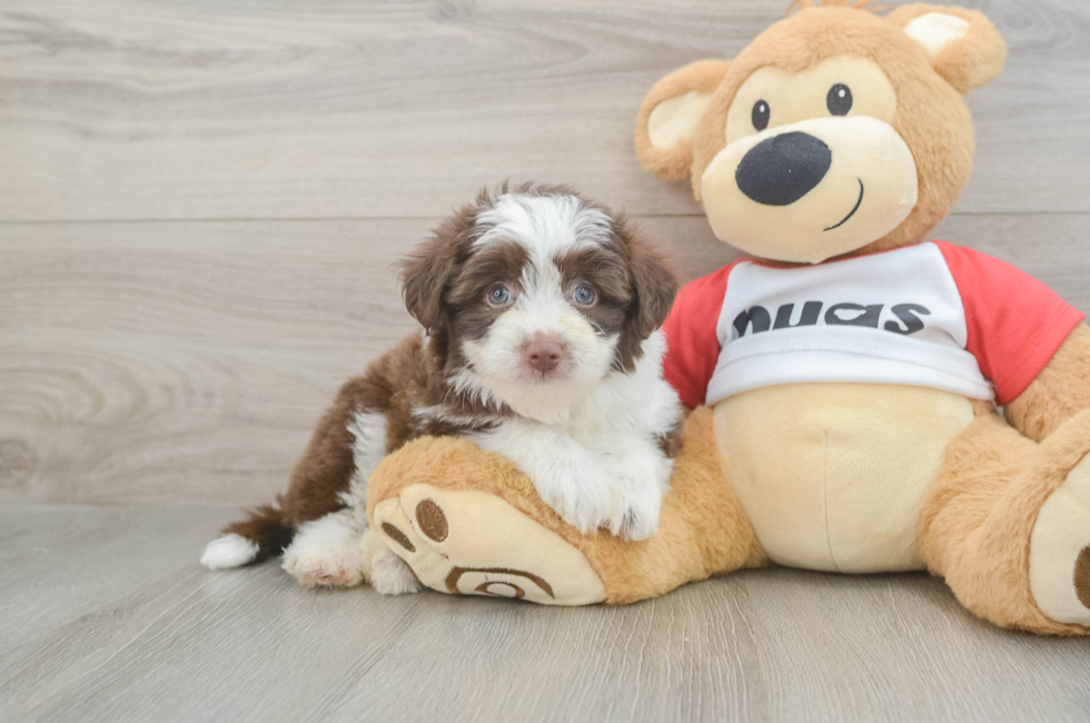6 week old Aussiechon Puppy For Sale - Puppy Love PR