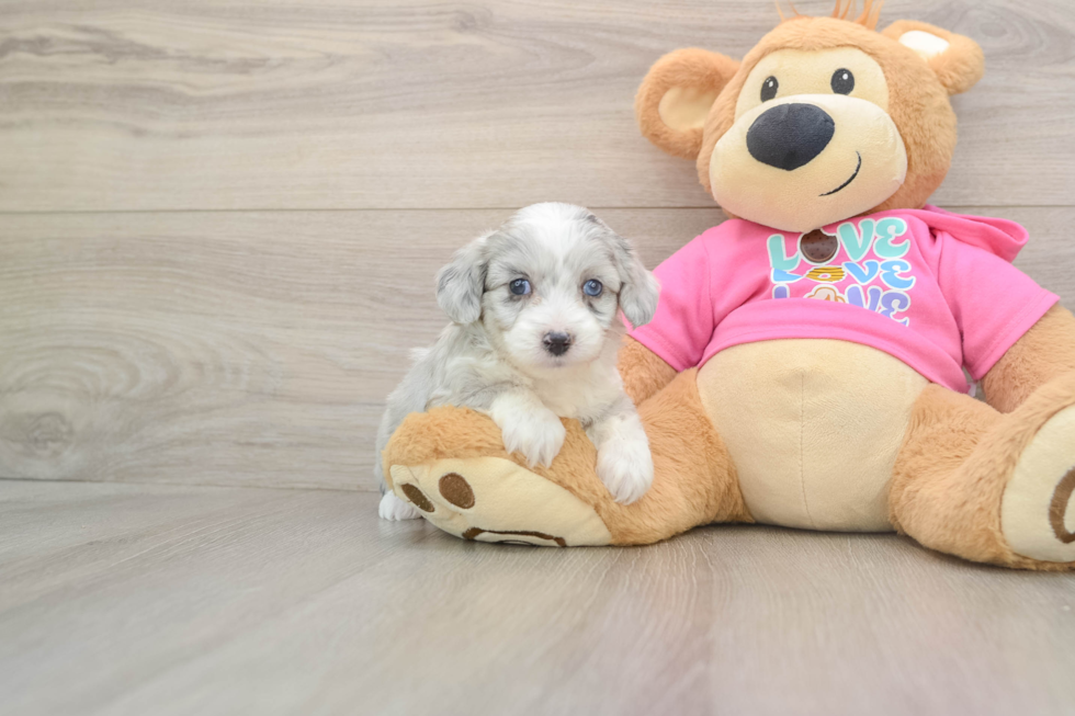 Aussiechon Puppy for Adoption