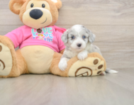 7 week old Aussiechon Puppy For Sale - Puppy Love PR