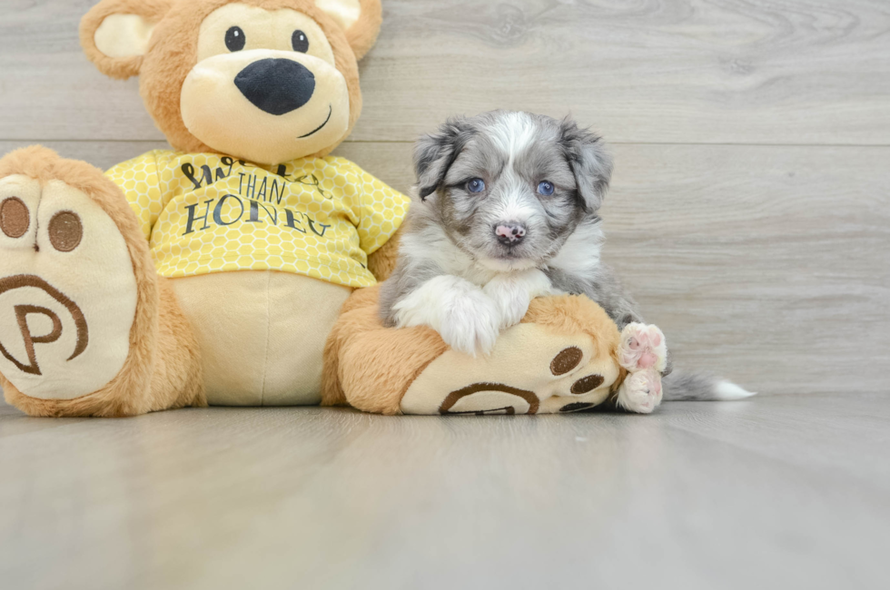 5 week old Aussiechon Puppy For Sale - Puppy Love PR