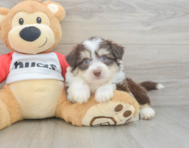 6 week old Aussiechon Puppy For Sale - Puppy Love PR