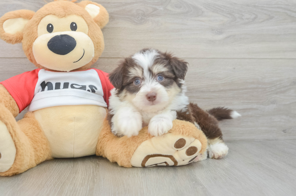 6 week old Aussiechon Puppy For Sale - Puppy Love PR