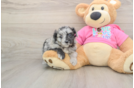 Popular Aussiechon Designer Pup