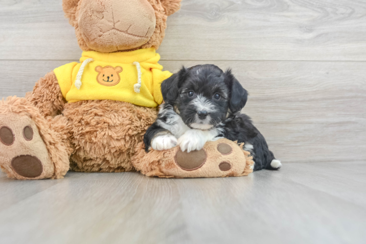 Meet Roslin - our Aussiechon Puppy Photo 1/3 - Puppy Love PR Aussiechon Puppy for Adoption
