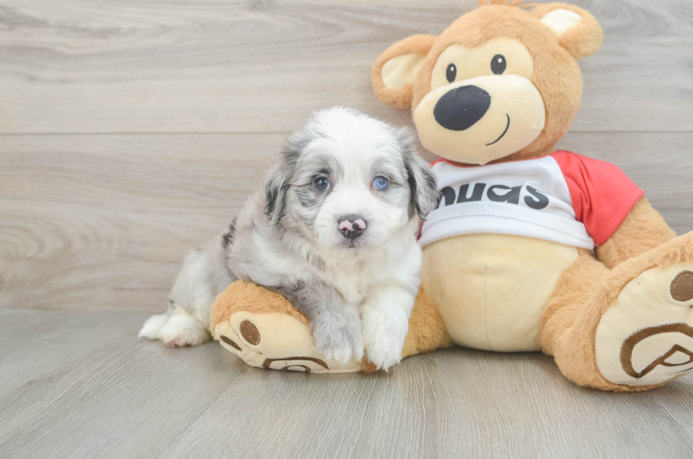6 week old Aussiechon Puppy For Sale - Puppy Love PR