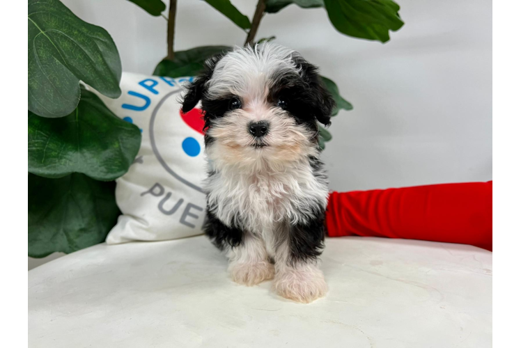 Meet Roslin - our Aussiechon Puppy Photo 1/4 - Puppy Love PR Cute Aussiechon Baby