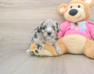 7 week old Aussiechon Puppy For Sale - Puppy Love PR