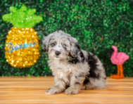 9 week old Aussiechon Puppy For Sale - Puppy Love PR
