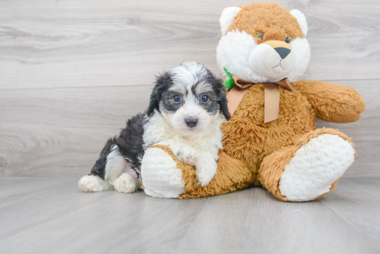 Meet Roush - our Aussiechon Puppy Photo 1/3 - Puppy Love PR Cute Australian Designer Puppy