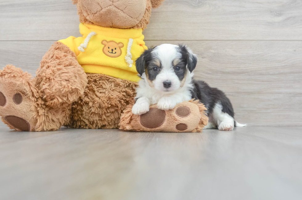 7 week old Aussiechon Puppy For Sale - Puppy Love PR