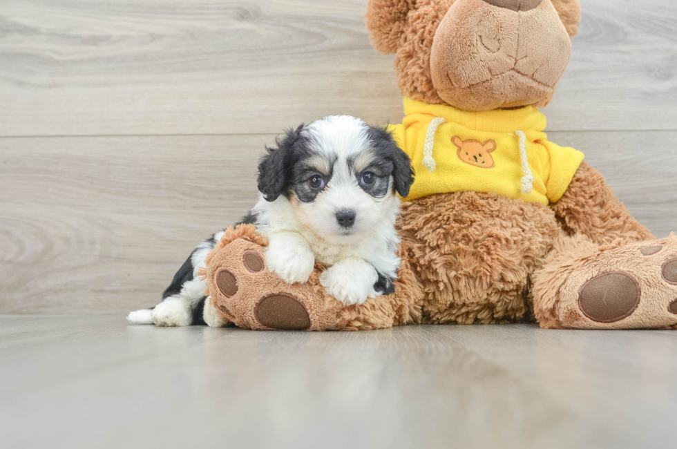 7 week old Aussiechon Puppy For Sale - Puppy Love PR