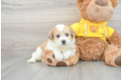 Aussiechon Puppy for Adoption