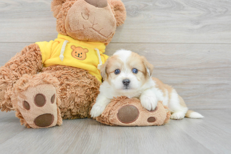 Meet Rye - our Aussiechon Puppy Photo 1/3 - Puppy Love PR Happy Aussiechon Baby
