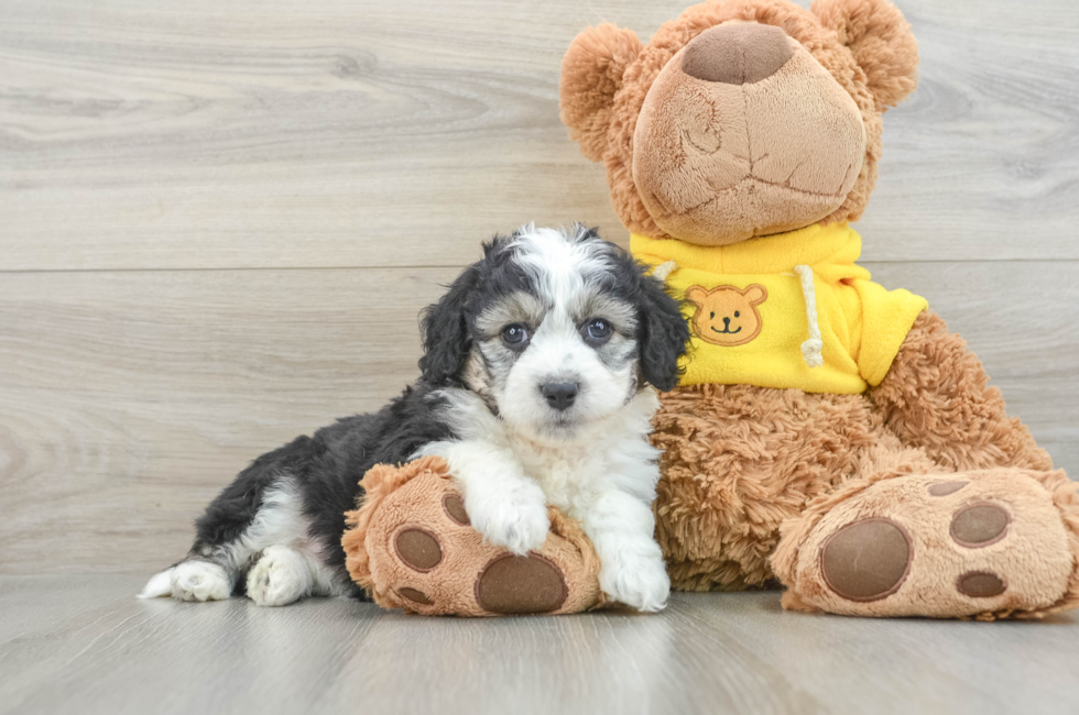 8 week old Aussiechon Puppy For Sale - Puppy Love PR