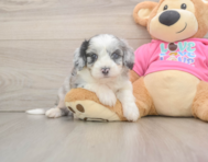 7 week old Aussiechon Puppy For Sale - Puppy Love PR