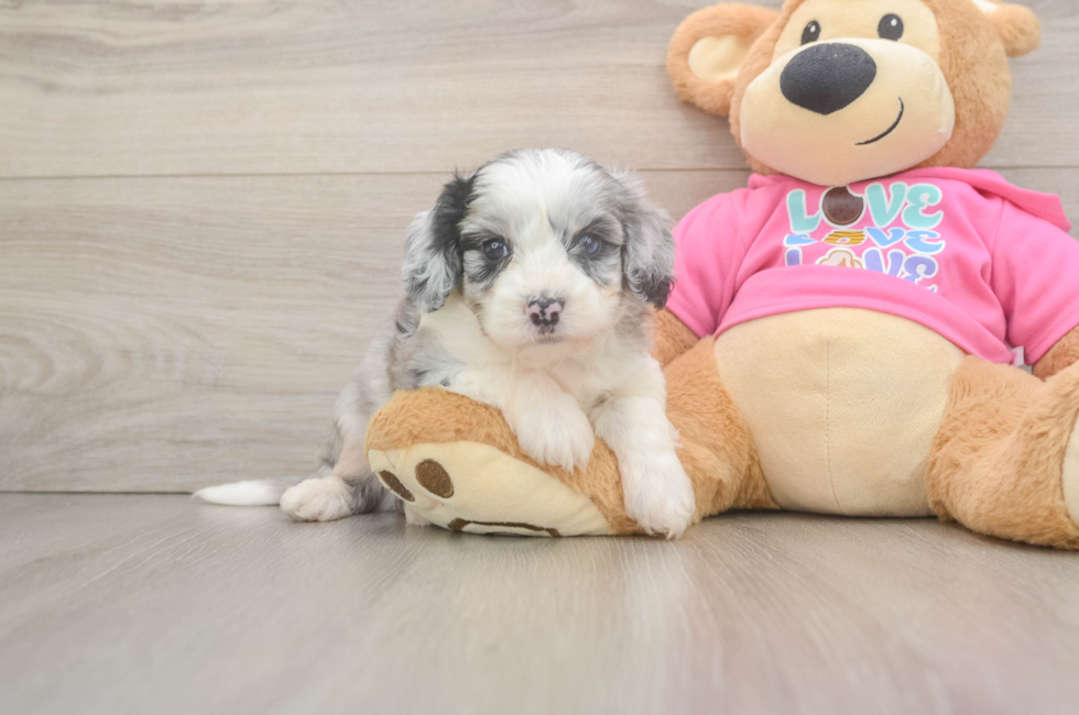 5 week old Aussiechon Puppy For Sale - Puppy Love PR