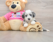 7 week old Aussiechon Puppy For Sale - Puppy Love PR