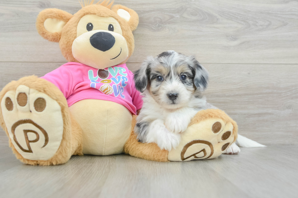 6 week old Aussiechon Puppy For Sale - Puppy Love PR