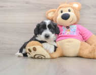 8 week old Aussiechon Puppy For Sale - Puppy Love PR