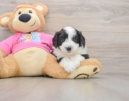 8 week old Aussiechon Puppy For Sale - Puppy Love PR