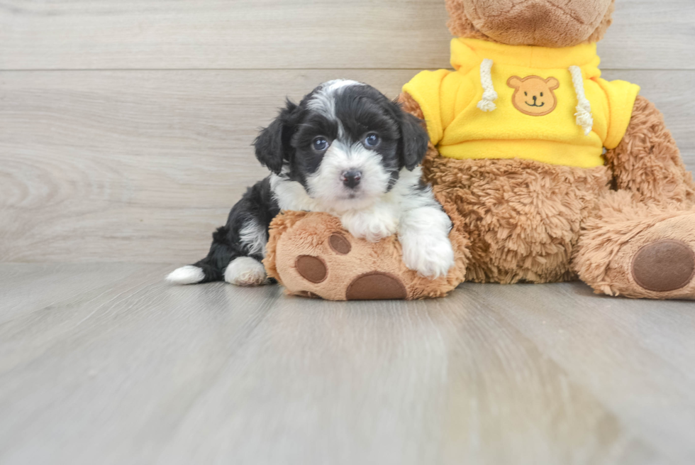 Aussiechon Puppy for Adoption