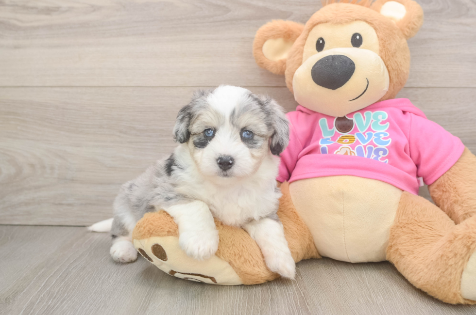 5 week old Aussiechon Puppy For Sale - Puppy Love PR